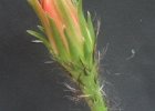 Echinopsis obrepanda (81)